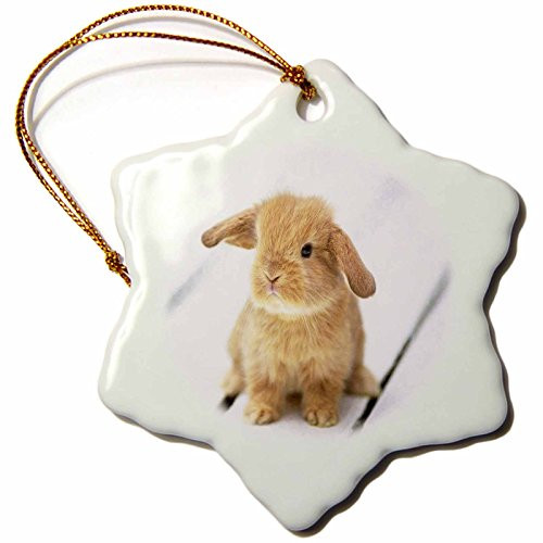 3dRose orn_55173_1 Adorable Barbara Bunny Rabbit Snowflake Decorative Hanging Ornament, Porcelain, 3-Inch 3dRose orn_55173_1 Adorable Barbara Bunny Rabbit Snowflake Decorative Hanging Ornament, Porcelain, 3-Inch