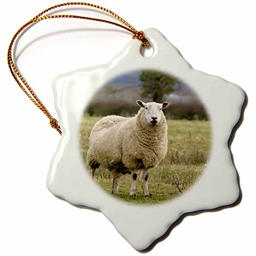 3dRose orn_82763_1 UK, England, Cotswold Sheep Farm Animal EU33 DSI0055 David Slater Snowflake Ornament, Porcelain, 3-Inch