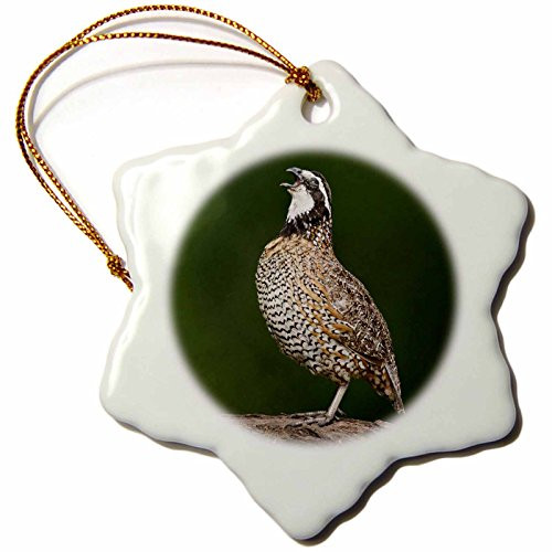 3dRose orn_146837_1 Northern Bobwhite Quail Bird Calling-Us44 Ldi0711-Larry Ditto-Snowflake Ornament, 3-Inch, Porcelain 3dRose orn_146837_1 Northern Bobwhite Quail Bird Calling-Us44 Ldi0711-Larry Ditto-Snowflake Ornament, 3-Inch, Porcelain