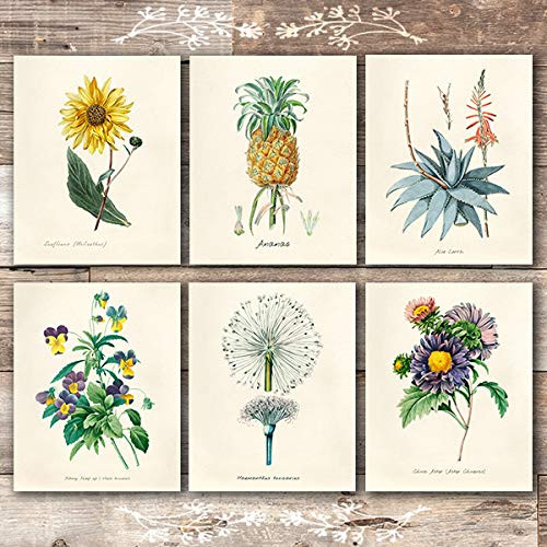 Vintage Botanical Prints Wall Art Prints (Set of 6) - Unframed - 8x10s
