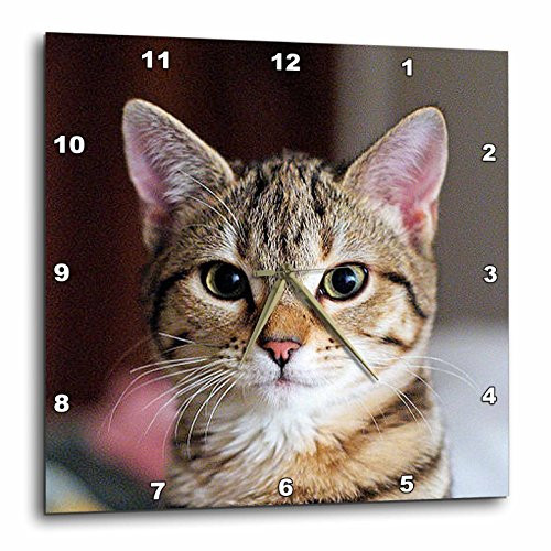 3dRose DPP_46669_1 Hello Kitty Animal, Moggie, Tabbies, Tabby Cat, Cat, Cats, Cute Wall Clock, 10 by 10-Inch