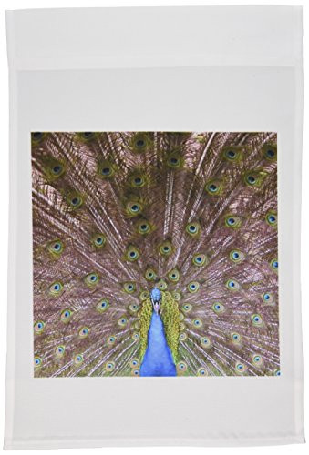 3dRose fl_11552_1 Peacock Showing Off His Feathers Garden Flag, 12 by 18-Inch
