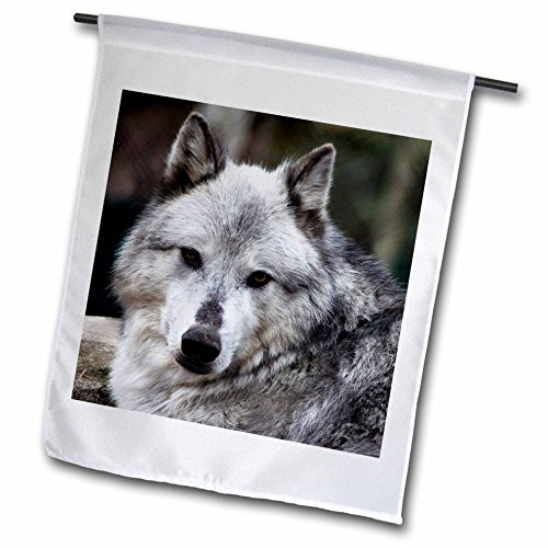 3dRose fl_57071_1 Gray Wolf Looking Straight at You Garden Flag, 12 by 18-Inch
