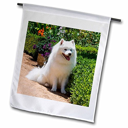 3dRose fl_88781_1 American Eskimo Dog US05 Zmu0082 Zandria Muench Beraldo Garden Flag, 12 by 18-Inch 3dRose fl_88781_1 American Eskimo Dog US05 Zmu0082 Zandria Muench Beraldo Garden Flag, 12 by 18-Inch