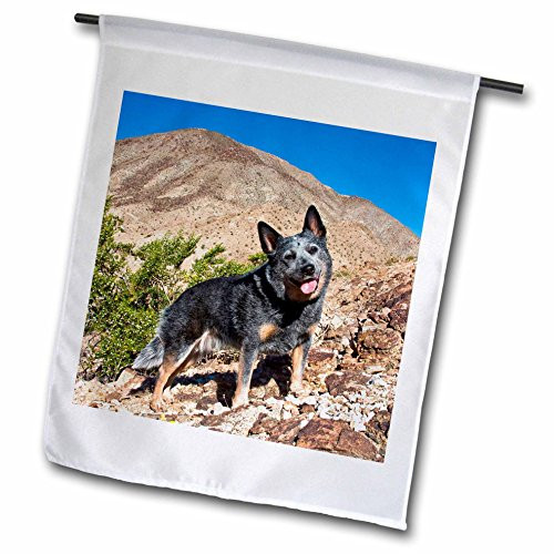 3dRose fl_88799_1 Australian Cattle Dog-Us05 Zmu0118-Zandria Muench Beraldo Garden Flag, 12 by 18-Inch 3dRose fl_88799_1 Australian Cattle Dog-Us05 Zmu0118-Zandria Muench Beraldo Garden Flag, 12 by 18-Inch