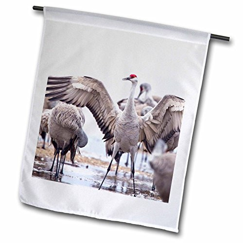 3dRose fl_92168_1 Garden Flag, 12 by 18-Inch, Sandhill Crane Birds, Platte River, Nebraska-US28 CHA0119-Chuck Haney