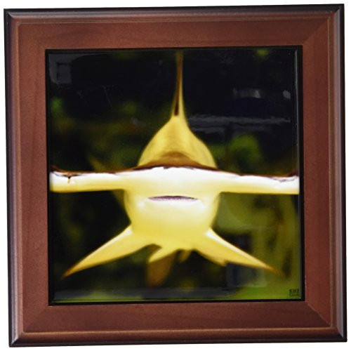 3dRose ft_45517_1 Scalloped Hammerhead Shark, Sphyrna Lewini Viviparous-Framed Tile, 8 by 8-Inch