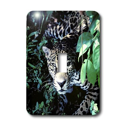 3dRose lsp_37621_1 Jaguar in the rainforest jungle in Belize Single Toggle Switch