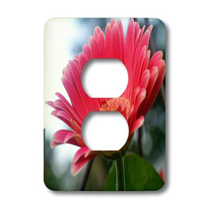 3dRose lsp_22385_6 New Growth Gerbera Daisy 2-Plug Outlet Cover