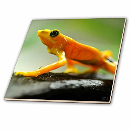 3dRose ct_10374_2 Orange Tree Frog Walking Ceramic Tile, 6-Inch