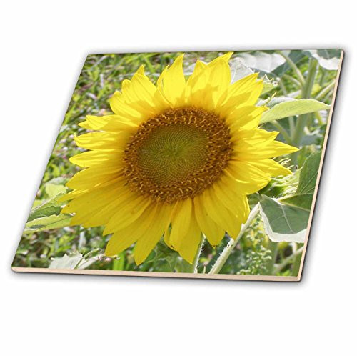 3dRose ct_19144_2 Sun Flower Ceramic Tile, 6-Inch