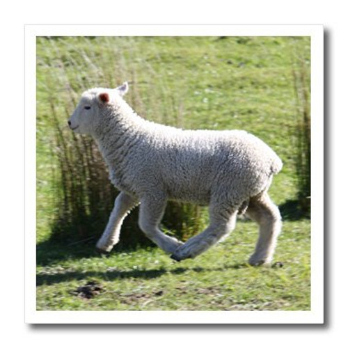 3dRose ht_22806_3 Skipping Sheep Golden Bay New Zealand-Iron on Heat Transfer for Material, 10 by 10-Inch, White 3dRose ht_22806_3 Skipping Sheep Golden Bay New Zealand-Iron on Heat Transfer for Material, 10 by 10-Inch, White