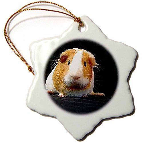 3dRose ORN_1062_1 Guinea Pig Snowflake Porcelain Ornament, 3-Inch