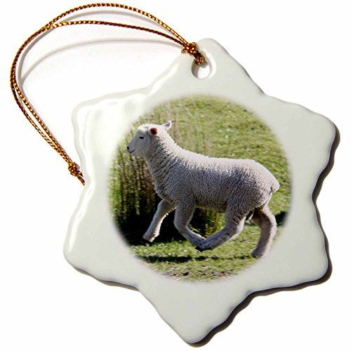3dRose orn_22806_1 Skipping Sheep Golden Bay New Zealand-Snowflake Ornament, Porcelain, 3-Inch 3dRose orn_22806_1 Skipping Sheep Golden Bay New Zealand-Snowflake Ornament, Porcelain, 3-Inch