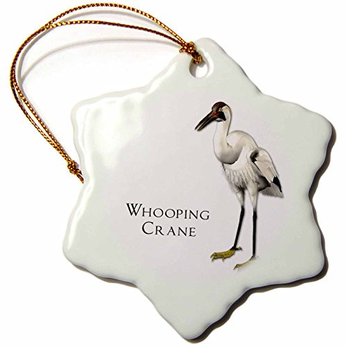 3dRose orn_51601_1 Whooping Crane Shorebird Snowflake Decorative Hanging Ornament, Porcelain, 3-Inch