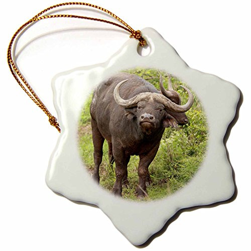 3dRose ORN_70869_1 Water Buffalo, Hluhulwe Game Reserve, South Africa-AF42 MPR0035-Maresa Pryor-Snowflake Ornament, Porcelain, 3-Inch