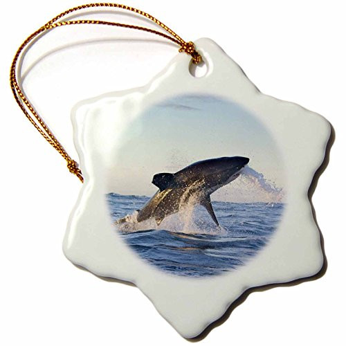 3dRose ORN_75093_1 Cape Town, Great White Shark Moves to Strike a Seal AF42 BJA0006 Janyes Gallery Snowflake Porcelain Ornament, 3-Inch