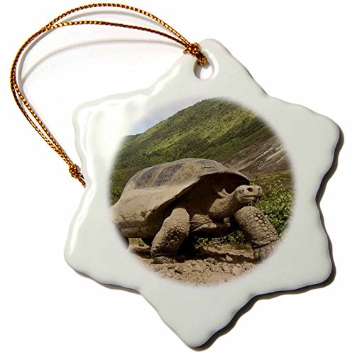 3dRose ORN_86294_1 Giant Tortoise, Alcedo Volcano, Galapagos Islands - SA07 POX0697 - Pete Oxford - Snowflake Ornament, Porcelain, 3-Inch 3dRose ORN_86294_1 Giant Tortoise, Alcedo Volcano, Galapagos Islands - SA07 POX0697 - Pete Oxford - Snowflake Ornament, Porcelain, 3-Inch