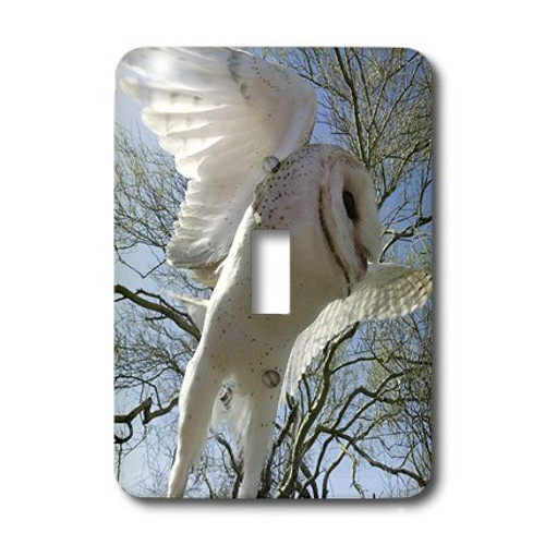 3dRose LLC lsp_9919_1 Barn Owl, Tyto Alba, Also White Night Owl, Single Toggle Switch 3dRose LLC lsp_9919_1 Barn Owl, Tyto Alba, Also White Night Owl, Single Toggle Switch