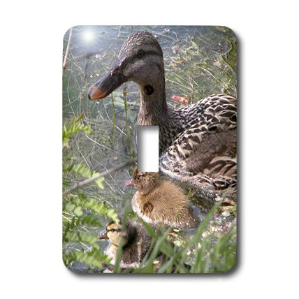 3dRose Lsp_11543_1 Female Mallard Duck with Babies Single Toggle Switch