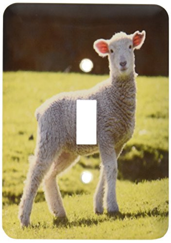 3dRose Lsp_22784_1 Adorable Lamb New Zealand Single Toggle Switch