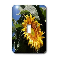 3dRose lsp_29637_1 Sunflower Close Up Toggle Switch, Multicolor