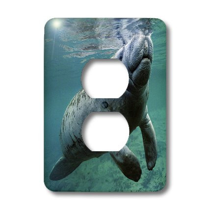 3dRose lsp_37639_6 West Indian Manatee Trichet's Manaus Florida Use 2 Plug Outlet Cover