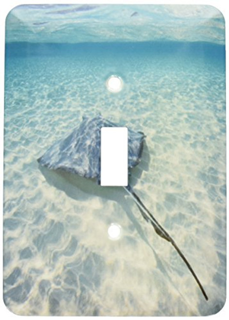 3dRose lsp_73262_1 Cayman Islands, Southern Stingray in Caribbean Sea Single Toggle Switch