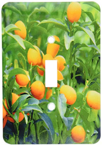 3dRose lsp_83504_1 Kumquat Fruit Tree, Agriculture Na01 Pri0002 Prisma Single Toggle Switch
