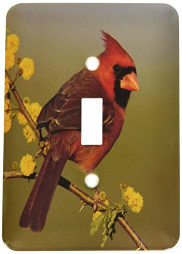 3dRose LLC lsp_84562_1 Northern Cardinal Bird, Lake Corpus Christi Texasm Na02 Rnu0701m Rolf Nussbaumer Single Toggle Switch