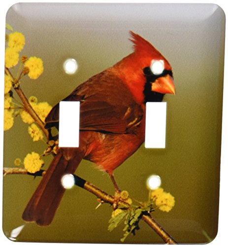3dRose  lsp_84562_2 Northern Cardinal Bird, Lake Corpus Christi Texas Na02 Rnu0701 Rolf Nussbaumer Double Toggle Switch