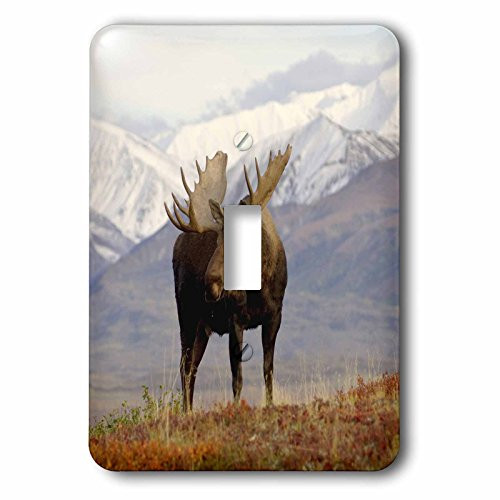 3dRose LLC lsp_87701_1 Moose Bull Wildlife Denali National Park Alaska Us02 Ska3065 Steve Kazlowski Single Toggle Switch