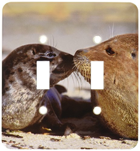 3dRose lsp_88184_2 California, La Jolla, harbor seals US05 BJA0169 Jaynes Gallery Double Toggle Switch
