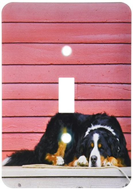 3dRose LLC lsp_88823_1 Colorado, Breckenridge Bernese Mountain Dog Us06 Bja0055 Jaynes Gallery Single Toggle Switch