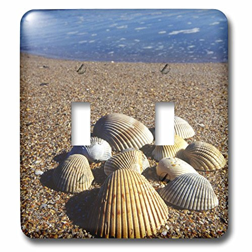 3dRose LLC lsp_89152_2 Seashells, Jacksonville, St Johns River, Florida Us10 Gjo0234 Greg Johnston Double Toggle Switch