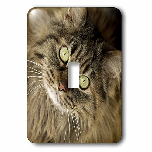 3dRose lsp_92674_1 Maine Coon Cat, Santa Fe, New Mexico Us32 Jmr0448 Julien Mcroberts Single Toggle Switch