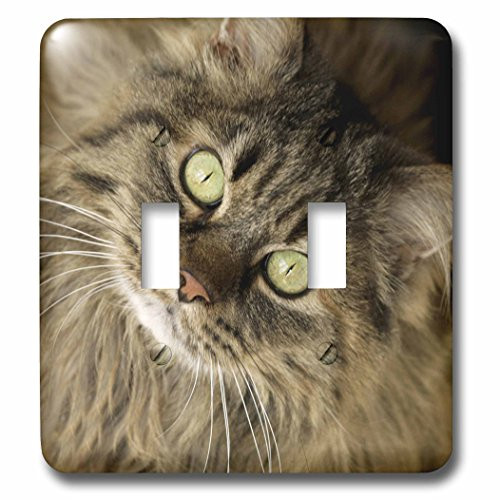3dRose lsp_92674_2 Maine coon cat, Santa Fe, New Mexico US32 JMR0448 Julien McRoberts Double Toggle Switch