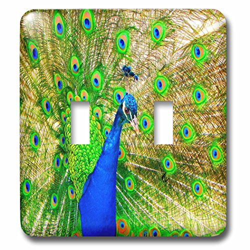 3dRose lsp_99604_2  Brilliant Colored Peacock Remastered Photograph Double Toggle Switch