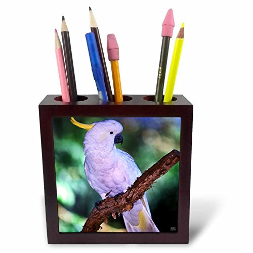 3dRose ph_37627_1 Sulphur-Crested Cockatoo, Cacatua Galerita, Rainforest Queensland, Australia Tile Pen Holder, 5-Inch,
