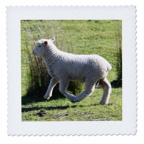 3dRose qs_22806_1 Skipping Sheep Golden Bay New Zealand Quilt Square, 10 by 10-Inch 3dRose qs_22806_1 Skipping Sheep Golden Bay New Zealand Quilt Square, 10 by 10-Inch