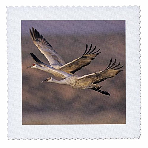 3dRose qs_92944_2 Sandhill Crane Bird, Bosque Del Apache New Mexico US32 RNU0005 Rolf Nussbaumer Quilt Square, 6 by 6-Inch