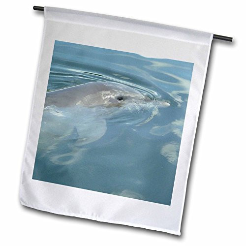 3dRose fl_7333_1 Dolphin Thoughts Garden Flag, 12 by 18-Inch