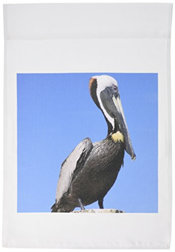3dRose fl_7360_1 Pelican Stare Garden Flag, 12 by 18-Inch