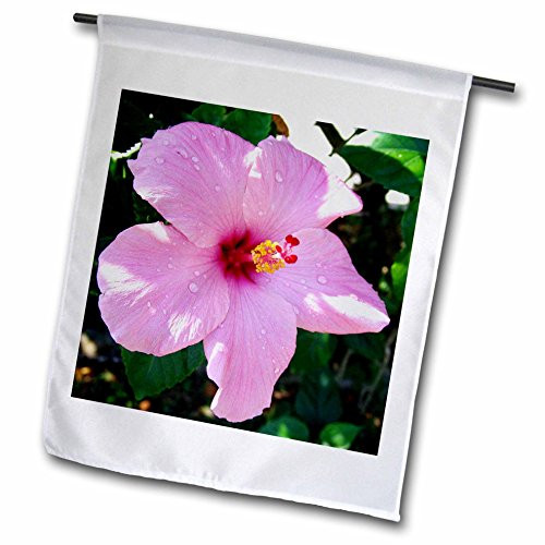 3dRose fl_17184_1 Pink Dew Hibiscus Garden Flag, 12 by 18-Inch 3dRose fl_17184_1 Pink Dew Hibiscus Garden Flag, 12 by 18-Inch