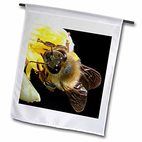 3dRose fl_21380_1 Insects Honey Bee Garden Flag, 12 by 18-Inch
