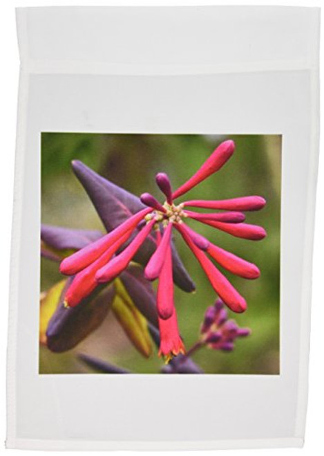 3dRose fl_46832_1 Trumpet Honeysuckle Flower Hanimeli Honeysuckle Lonicera Sempervirens Pink Plant Garden Flag, 12 by 18-Inch 3dRose fl_46832_1 Trumpet Honeysuckle Flower Hanimeli Honeysuckle Lonicera Sempervirens Pink Plant Garden Flag, 12 by 18-Inch