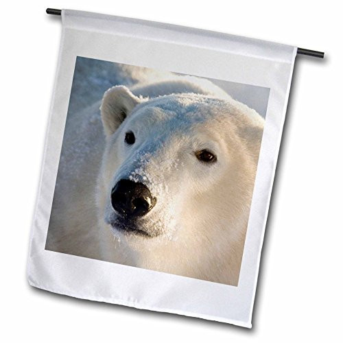 3dRose fl_70235_1 Canada, Manitoba, Hudson Bay, Churchill, Polar Bear-CN03 BJA0026-Janyes Gallery Garden Flag, 12 by 18-Inch 3dRose fl_70235_1 Canada, Manitoba, Hudson Bay, Churchill, Polar Bear-CN03 BJA0026-Janyes Gallery Garden Flag, 12 by 18-Inch