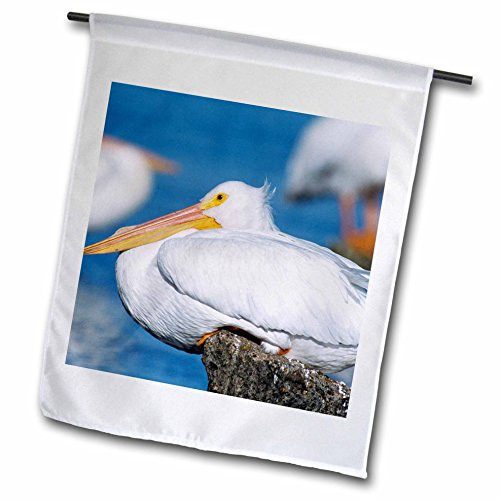 3dRose fl_84397_1 American White Pelican Bird Rockport Texas Na02 Rnu0348 Rolf Nussbaumer Garden Flag, 12 by 18-Inch