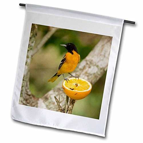 3dRose fl_94524_1 Baltimore Oriole Bird Coastal Texas US44 Mpr0066 Maresa Pryor Garden Flag, 12 by 18-Inch 3dRose fl_94524_1 Baltimore Oriole Bird Coastal Texas US44 Mpr0066 Maresa Pryor Garden Flag, 12 by 18-Inch