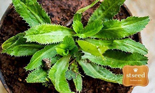 Long Coriander 2000 Seeds, Thai Parsley, Culantro Seeds, recao, Long Coriander, Mexican Coriander, Thai Parsley, NGO GAI (2,000 Seeds=1 g) by STSEED Long Coriander 2000 Seeds, Thai Parsley, Culantro Seeds, recao, Long Coriander, Mexican Coriander, Thai Parsley, NGO GAI (2,000 Seeds=1 g) by STSEED